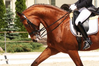 sejour_linguistique_equitation_cheval_angleterre_lec